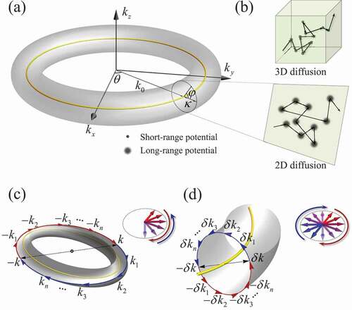 Figure 2. (a) Torus-shaped Fermi surface, with major radius k0, minor radius κ, toroidal angle θ, and poloidal angle φ. (b) The impurity potentials results in 3D and 2D diffusion behaviors, respectively. (c) A coherent backscattering process from wave vector k to −k around the toroidal direction, which is a 3D diffusion behavior. (d) Backscattering from wave vector δk to −δk around poloidal direction, which is a 2D diffusion behavior [Citation54].