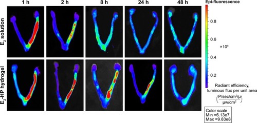 Figure 4 The penetration and retention of different FITC-E2 formulations in the uterus after in situ administration.Notes: Different time points are 1, 2, 8, 24, and 48 h; n=5.