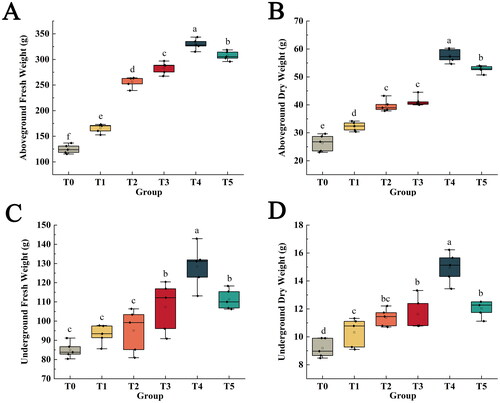 Figure 1. The Impact of Amino Acid Biostimulants on the Growth of Epipremnum aureum.(The error is the standard deviation (n = 5), and the same letter after the error indicates no significant difference at the 0.05 probability level), (A): aboveground fresh weight, (B) aboveground dry weight, (C) underground fresh weight, (D) underground dry weight.