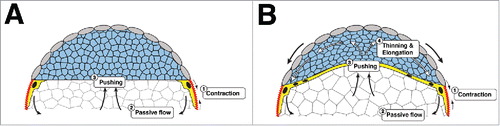 Figure 2. An early mechanical feedback loop for doming and EVL spreading. (A and B) Schematic representation of the cross-section of an embryo just after sphere stage (A) and during doming (B). The initial contraction of the E-YSL would induce the passive flow of yolk granules, which, in sequence, will push the DC basal margin. When the forces generated by the passive flows will overcome the resistance of the blastoderm, the DCs will get displaced upwards. As the DCs are spatially constrained by the EVL and this is tightly attached to the yolk at the surface (EVL-E-YSL attachment), the DCs' layer will radially intercalate and elongate in the A-V direction. In turn, this would generate a frictional force in the EVL basal side and an extra impulse into the EVL-E-YSL attachment, favoring E-YSL narrowing and EVL epiboly through a mechanical positive feedback loop.