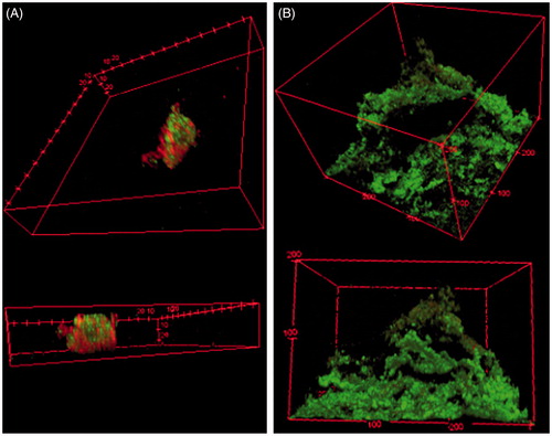 Figure 1. Biofilm architectural differences due to growth method. Confocal fluorescent microscopy images of biofilms grown in (A) on a shaker table for 72 h; and (B) a drip flow reactor where the media is applied and drained dropwise for 20 h following 4 h of static incubation. Both biofilms use the same strain of P. aeruginosa and the same tryptic soy broth supply. 3-D images at 1 μm depth increments are overlaid to form these figures.