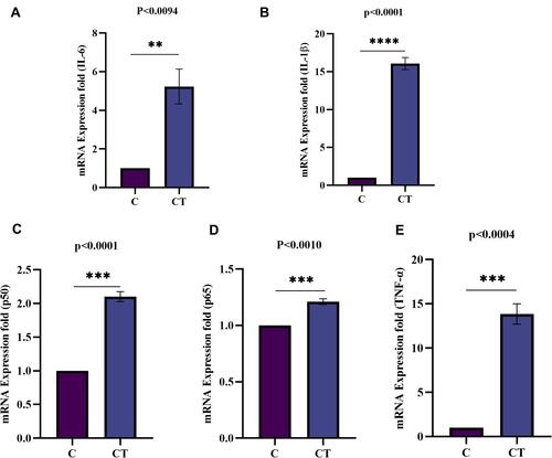 Figure 9 Fold induction of pro-inflammatory cytokines (IL-6, and IL-1β) and NF-κB pathway subunits (Rel A/p65, p50, and TNF-α) mRNA expression analysis in synovial cells by qRT-PCR. The mRNA expression in SW982 cells induced with TNF-α (10ng/mL) for 1hr compared to control (un-induced). (A) Fold induction of IL-6 gene expression indicates a significantly increased level (p<0.0094). (B) The fold induction of IL-1β gene expression indicates a significant (p<0.0001) increased mRNA level. (C) Fold induction of p50gene expression shows a significant (p<0.0001) up-regulation. (D) Fold induction of Rel A/p65 gene expression was observed significant (p<0.0010) on TNF-α induction. (E) Fold induction of TNF-α gene expression shows a significant (p<0.0004) higher level. The data was normalized with GAPDH as an internal loading control and the values are presented as the mean ± SEM (n = 3). The significance level indicates **< 0.01, ***< 0.001 and ****< 0.0001 versus normal control or TNF-α induction analysed by Student’s t-test.