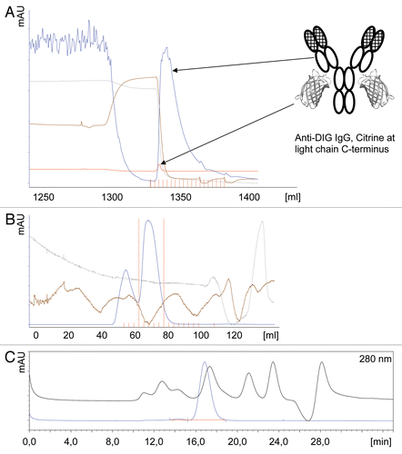 Figure 2 Expression and purification of antibody-Citrine fusion proteins. An example for Protein A purification (A) of a DIG-specific antibody with Citrine attached to the C-termini of the light chains from culture supernatants. Grey line pH, brown line conductivity, blue line 280 nm, red line 527 nm. The same protein was subjected to size exclusion chromatography (SEC) purification (B) using a Superdex200 column. Fractions collected between both red lines were pooled and used for further analysis. Blue line 280 nm, brown line conductivity, grey line pH. Analysis of the purified product (blue line) by analytical SEC (C) using a Superdex200 column at 280 nm shows the purity (98.7%) of the antibody-Citrine fusion protein. Reference mix (black line) with (from left) 670 kDa, 158 kDa, 44 kDa, 17 kDa and 1.3 kDa.