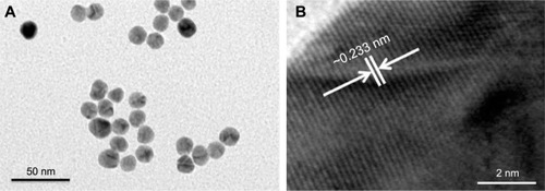 Figure 1 Typical TEM and corresponding HR-TEM images of synthesized AuNPs.Notes: (A) A low-magnification image of spherical AuNPs (~10–15 nm). (B) An HR-TEM image of the difference between two lattice fringes, which iŝ0.233 nm.Abbreviations: TEM, transmission electron microscopy; HR-TEM, high-resolution transmission electron microscopy; AuNPs, gold nanoparticles.