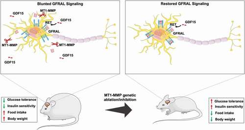 Figure 2. Diagram illustrating genetic ablation of MT1-MMP restores the GFRAL expression. Obesity induced MT1-MMP modulate protein levels of GFRAL in hindbrain neurons by proteolytic clipping it from the surface and inhibiting the GDF15 activity. Genetic ablation of MT1-MMP restores the GFRAL expression and potentiates the response to GDF15. Upregulation of GDF15-GFRAL signaling pathway prevented the diet induced obesity in mice by reducing the food intake and improving the glucose tolerance.