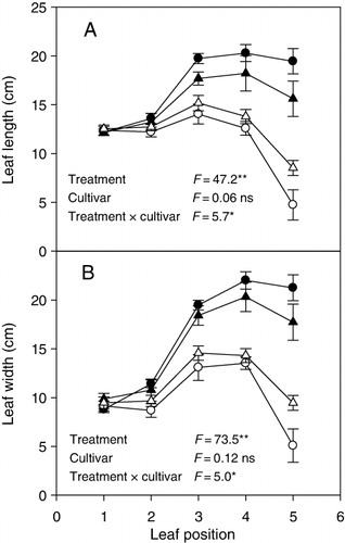 Figure 1. The length (A) and width (B) of leaves at different position along the base-to-apex axis in cv. Hangbi 8 (circles) and Jiaxiang 2 (triangles) under well-watered control (black) and RDWC (open). Values are mean ± SE (n = 6). ns, not significant, *p < 0.05, **p < 0.001.