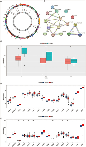 Figure 4 Identification of hub genes. (A) The locations of intersection genes on the chromosome. (B) The PPI network of intersection genes. (C) The expression levels of TIMP1 gene at three time points in the GSE28454 dataset between MI and control samples. (D and E) The expression of intersection gene in the training sets (D) and GSE123342 dataset (E) between MI and control samples. *p <0.05; **p <0.01; ****p <0.0001; ns, no significance.