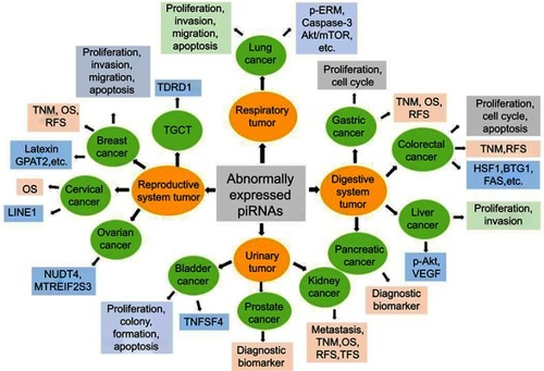 Figure 3 Biological functions, potential clinical application and target genes of piRNAs in cancer. The biological functions, potential clinical application and target genes of piRNAs in cancer are summarized. Abnormally expressed piRNAs are observed in all kinds of cancer types, including reproductive gynecological oncology, respiration oncology, gastrointestinal (GI) and digestive cancers, and urinary system tumors, among others. In reproductive gynecological cancers, piRNAs can modulate the proliferation, apoptosis, invasion, and migration of breast cancer cells probably by targeting Latexin or GPAT2, which are associated with TNM stage, OS, RFS in clinic. piRNAs in prostate cancer may used as diagnostic biomarkers, while piRNAs in cervical cancer are associated with OS in clinic. piRNAs function in ovarian cancer may target NUDT4 or MTREIF2S3, while piRNAs function in TGCT may through TDRD1. In respiration system tumors, piRNAs can regulate lung cancer cell proliferation, apoptosis, invasion and migration via p-ERM, caspase-3, Akt/mTOR, among others. In gastrointestinal (GI) and digestive cancers, piRNAs in gastric cancer regulate cell proliferation and cell cycle, and are associated with TNM stage, OS, RFS in clinic. Colorectal cancer cell proliferation, apoptosis and cell cycle can also be regulated by piRNAs through HSF1, BTG1 and FAS; and be associated with TNM stage and RFS. In liver cancer, piRNAs modulate cell proliferation and invasion by targeting p-AKT and VEGF signaling pathways, while piRNAs may have the clinic value of diagnostic biomarkers in pancreatic cancer. piRNAs can modulate bladder cancer cell proliferation, apoptosis and colony formation via TNFSF4. piRNAs have connection with tumor metastasis, TNM stage, OS, RFS and TFS in kidney cancer.Abbreviations: GPAT2, glycerol-3-phosphate acyltransferase-2; OS, overall survival; piRNA, PIWI-interacting RNA; RFS, recurrence-free survival; TFS, tumor-free survival; TGCT, testicular germ cell tumor; VEGF, vascular endothelial growth factor.