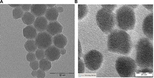 Figure S4 Size and agglomeration characterization of SiO2 NPs by transmission electron microscopy.Note: (A) Silicon dioxide (plain) and (B) silicon dioxide–fluorescein isothiocyanate nanoparticles.Abbreviations: SiO2, silicon dioxide; NPs, nanoparticles.