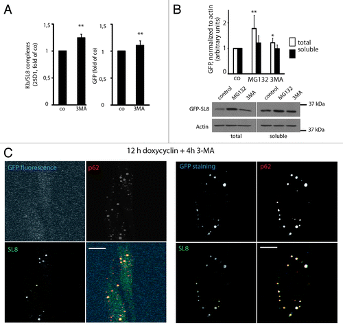 Figure 6. GFP-SL8 DRiPs are autophagy substrates, and full-length but misfolded GFP-SL8 accumulates in ALIS. (A) iHela cells were induced with doxycyclin (1 µg/ml) for 12 h and treated for further 4 h with 3-MA. Cells were analyzed Kb/SL8 surface appearance (left) and for GFP-SL8 expression (right). Mean ± SEM from seven independent experiments are shown, p values (Student’s t-test) were **p < 0.01. (B) iHela cells were induced with doxycyclin (1 µg/ml) for 12 h and treated for further 4 h with MG132 or 3-MA. GFP levels were assessed by western blot in both the Triton X-100 soluble extracts (25 µg protein) and in total protein (5 × 104 cells) (bottom). GFP levels were quantified using ImageJ (top, expressed as relative units, normalized to the respective actin control), p values (Student’s t-test) were **p < 0.03. (C) iHeLa cells induced for 16 h prior to treatment with 3-MA (4 h) were permeabilized to remove soluble GFP-SL8, and then fixed. Cells were subsequently analyzed for GFP direct fluorescence, and stained for GFP-SL8 (SL8) and p62 (left), or additionally for total GFP protein localization by anti-GFP antibody staining (right). Scale bar, 10 µm.