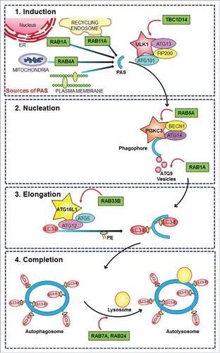 Figure 1. Core autophagic machinery and its regulation by RAB proteins. Schematic diagram showing the role of the core autophagic machinery and its regulation by RAB proteins. 1. Induction: The initial phagophore assembly site (PAS) could be contributed to by any of the multiple organelles, each requiring a set of proteins regulated by RAB activity. The signal is most often under the control of ULK1, the activity of which can also be regulated by RAB accessory proteins. 2. Nucleation: At the PAS, binds the initial set of proteins that help in membrane elongation/expansion, mediated by activated lipid (PtdIns3P), to which bind proteins such as PIK3C3/VPS34, that is a direct effector of activated RAB5. 3. Elongation: The ubiquitin-like conjugation machinery of ATG12–ATG5–ATG16L1 is also under the control of an ER resident RAB, RAB33B. 4. Completion: The fusion of the final double-layered autophagosome with the acidic lysosome for degradation of cargo is also under the control of activity of the late endosome-specific RAB7A and RAB24. Protein names in star-shaped boxes represent the proteins that are directly regulated by the respective RAB proteins.