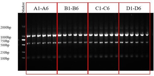 Figure 1. Agarose gel map for RNA quality. A, B, C and D represent Humulus scandens were supplemented at 0, 4%, 8% and 12%, 1–6 represent different samples of this group.