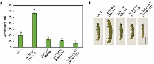 Figure 3. Multiple JAZs mutations differentially affect defense against insect attack. (a) and (b) Larval weights (a) and representative S. exigua larvae (b) after feeding for 14 days (a) or 7 days (b) on Col-0, jaz1/2/3/4/5/6/7/9, jaz3/4/7/8/9/10/11/12, and the jaz1/2/3/4/5/6/7/9/10/11/12 control. 7-day-old seedlings grown under a 16-h (20–22°C)/8-h (18–20°C) light/dark photoperiod were transplanted into soil and grown under a 10-h (20–22°C)/14-h (18–20°C) light/dark photoperiod. The newly hatched S. exigua larvae were reared on 6-week-old plants. Error bars represent SE (n = 15). Scale bar = 0.2 cm. Letters indicate significant differences by one-way ANOVA analysis with Tukey’s HSD post hoc test (P < .05).