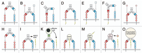 Figure 1 (A–H) Dual targeting strategies utilizing bispecific antibodies: (A) neutralization of two receptor-activating ligands, (B) neutralization of two receptors, (C) neutralization of a receptor and a ligand, (D) activation of two receptors, (E) activation of a receptor and inactivation of another receptor, (F) activation of a receptor and inactivation of a ligand, (G) blockage of two epitopes of one receptor, (H) blockage of two epitopes of one ligand. (I–O) Dual retargeting strategies utilizing bispecific antibodies: (I) binding to two receptors and Fc-mediated ADCC or CDC, (K) retargeting of cytotoxic effector cells with a trispecific antibody, (L) targeting of a bispecific toxin (immunotoxin) or a bispecific antibody-drug conjugate (ADC) to two receptors, (M) targeting of a bispecific cytokine (immunocytokine) to two receptors, (N) targeting of an enzyme to two receptors, (O) targeting of a drug-loaded nanoparticle/liposome to two receptors. Strategies are exemplified with bispecific IgG and Fab molecules, respectively.