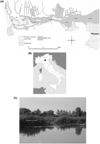 Fig. 1. Spatial localization of the study area “Ansa e Valli del Mincio” (45°9′46" N, 10°44′24" E). (A) Map of the study area (the small arrows indicate the direction of the river current). (B) Location of the study area in Italy. (C) A summer aspect of the wetland area (photograph taken by F. Buldrini, July 2011).