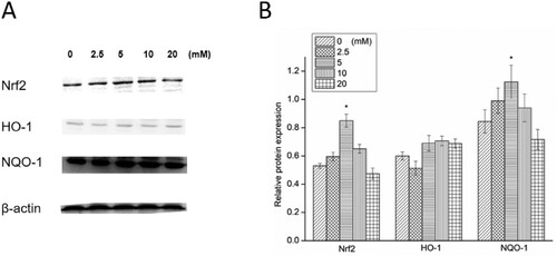 Figure 3. Western blotting (A) and relative protein expression of Nrf2, HO-1 and NQO-1 (B). *P < 0.05 compared to the blank control.