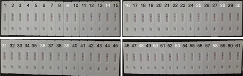 Figure 9 MCDA-LFB assay for the detection of Listeria monocytogenes in raw meat samples.Notes: A total of 61 pork samples were analyzed using L. monocytogenes-MCDA-LFB assay, and 13 samples (samples 9, 14, 16, 25, 28, 30, 31, 36, 39, 48, 50, 53, and 58) were L. monocytogenes positive.Abbreviations: LFB, lateral flow biosensor; MCDA, multiple cross displacement amplification.