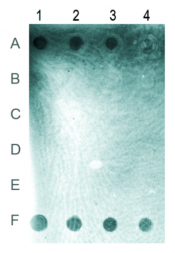 Figure 2. Immuno-dot blot using antibody specific for 5-methylcytosine. Rows (A) to (D) represent genomic DNAs from embryos, larvae, pupae and adults, respectively. Row (E), unmethylated DNA used as a negative control. Row (F), 5-methylcytosine DNA used as a positive control. The amount of genomic DNA in the dots of columns 1–4 was 100, 50, 25 and 12.5 ng. The brightness of the image was modified using the Curve function in Photoshop.