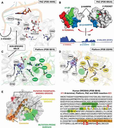 Figure 8. Variabilities within the PAZ and Platform domains. (A) Model for 5ʹ-phosphate recognition in the DCR2 PAZ domain of D. melanogaster. Three residues were mutated in the template structure (PDB ID: 4NH6) to simulate the Drosophila PAZ domain’s ability to recognize 5ʹ-phosphate in vitro in DCR2. Drosophila species lack W1013 in DCR2; we speculate that substituting H982 for either Asp or Glu will repel the phosphate towards a putative phosphate-binding pocket formed by the Arthropod-specific and Drosophila-specific mutations D981R and H994R, respectively. We labelled with asterisk (*) the mutations according to their positions in the DCR2 PAZ domain alignment, shown in Figure S20. W1013 was only identified in DCR1 proteins and can be found at position 116 of Figure S19. (B) Our analyses of K values revealed that PAZ domains typically accumulate mutations in three segments that form a solvent-exposed flat surface on the three-dimensional structure of AGO, DCR and DROSHA proteins. A distinctive groove at the opposite face of this surface was observed, adjacent to the canonical 3ʹ-overhang binding site of PAZ domains. Plants and lepidopterans display a distinctive positively-charged insertion in the N-terminal segment, suggesting their PAZ domains may bind RNA in a different orientation. (C) Comparison between the canonical phosphate-binding pocket of human DCR (blue ellipsis; PDB ID: 4NH6) and the putative phosphate-binding pocket we found in human DROSHA (green ellipsis; PDB ID: 5B16); this feature is also present in insects. Except for H982 (PAZ domain), all residues displayed in white colour refer to the Platform domain of human DCR. The insect equivalents to R778, R780 and R811 can be found at positions 21, 23 and 54 in Figure S23, while the equivalent to H982 can be found at position 85 in Figure S20. Except for R622 (Platform domain), all residues displayed in green colour refer to the DROSHA-specific insertion within the α2-α3 loop of the first Ribonuclease-III (RIIID) subunit of human DROSHA. The insect equivalents to R903, N905, F906 and R914 can be found at positions 15, 17, 18 and 26 in Figure S27, while the equivalent to R622 can be found at position 62 in Figure S24. The yellow ellipsis depicts the estimated location of Giardia lamblia’s putative phosphate-binding pocket. (D) Comparison between the canonical phosphate-binding pocket of human DCR (blue ellipsis; PDB ID: 4NH6) and the putative phosphate-binding pocket we found in G. lamblia DCR (glDCR; yellow ellipsis; PDB ID: 2QVW). The cavity forming the putative binding pocket is extremely well structured: two glutamate residues (E94 and E267 in glDCR) maintain four positively-charged residues coordinated around a central negatively-charged nucleus (R39, K270, R312 and R318). An additional histidine (H92 in glDCR) can potentially participate in the pocket insofar as E94 is repelled by an incoming phosphate. Except for R312 and R318 (RIIID-I subunit), all residues displayed in yellow colour refer to the Platform domain of glDCR. The green ellipsis depicts the estimated location of human DROSHA’s putative phosphate-binding pocket. Information regarding white-coloured residues is described in C. (E) Depiction of important features we identified in DROSHA proteins. The hydrophobic residues that comprise most of the hydrophobic groove are clustered into a single segment (residues 645–681), which is also conserved in insect DCR1 and DCR2 proteins (positions 81–112 in Figures S22 and S23); however, lepidopteran DCR1 and plant Dicer-like (DCL) proteins differ by displaying distinctive positively-charged residues in this region. Similar to what we observed for the PAZ domain, several mutation-prone segments of the Platform domain sequence are common to the DCR1, DCR2 and DROSHA proteins. Furthermore, we observed that these common mutation-prone segments cluster on the three-dimensional structure of the Platform domain to form a contiguous surface. The nature of this mutation-prone surface is unclear