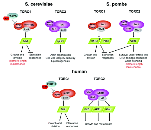 Figure 1. Schematic presentation of TORC1 and TORC2 and their downstream AGC-kinase effectors in the budding yeast S. cerevisiae, the fission yeast S. pombe and in humans. Only the critical and highly conserved subunits of TORC1 and TORC2 are presented. The AGC kinases that lie downstream of S. pombe TORC1 are mainly deduced from sequence analysis and their activation by TORC1 awaits further analysis.Citation36