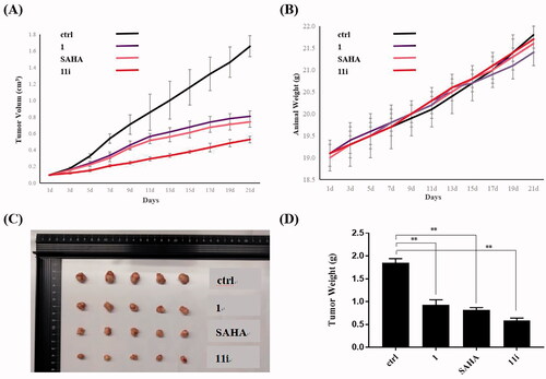 Figure 6. Tumour growth inhibition of compound 11i in H460 xenograft mice model. (A) The efficacy of compound 11i in the H460 xenograft model. (B) Average body weights for 1, SAHA, 11i and vehicle-treated mice groups. (C) Photo of dissected H460 tumour tissues. (D) Tumour weight of dissected H460 tumour tissues. Single asterisks indicate p < 0.05, double asterisks indicate p < 0.01, and triple asterisks indicate p < 0.001 versus the control group.