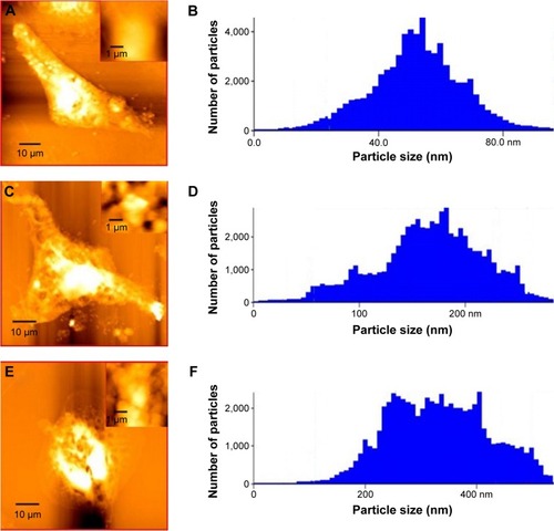 Figure 5 AFM detection of cell morphology and cell membrane surface structure.Notes: AFM images of Vero cells (A–C) and the size distribution of particles on cell surface (D–F) before and after cell damage. (A, D) Normal cells; (B, D) cells treated with 0.3 mmol/L H2O2; (C, F) cells treated with 1.0 mmol/L H2O2. Thumbnails in (A–C) were the nucleus area of corresponding cells. Scanning range was 5×5 μm.Abbreviation: AFM, atomic force microscopy.