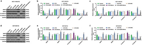 Figure 6. The effect of miR-185-3p mimic on EMT progression in 5-FU-insensitive CRC cells via regulating AQP5.