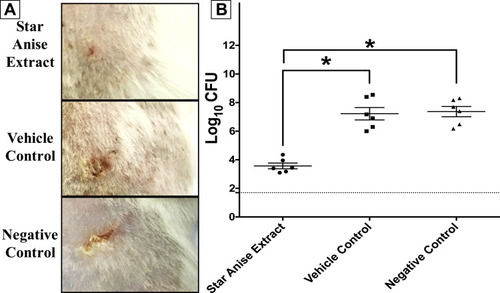 Figure 3 Efficacy of star anise extract in in vivo murine model of MRSA skin infection. Eighteen female BALB/C mice were divided into three groups (n=6). Two groups were treated topically with either star anise extract (100mg/mL) or vehicle (25%v/v DMSO in water). The third group did not receive any treatment and was used as the negative control. (A) Photo image of the efficacy of star anise extract on MRSA skin infection in the posterior upper backs of mice at the end of the experiment. (B) Efficacy of star anise extract on the bacterial load in murine model MRSA skin infection. Results are expressed as mean ± standard error. The dotted line represents the limit of detection of the viable count (log10 of 50 CFU = 1.7). *Indicates that the difference is significant at p < 0.001 (one-way ANOVA, Tukey’s post-test).