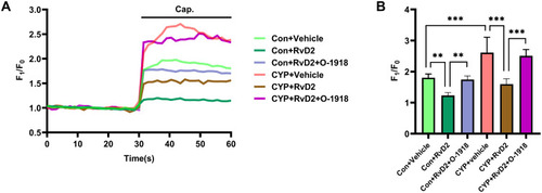 Figure 6 RvD2 inhibited the sensitivity of TRPV1 in the DRGs of the CYP group. (A) Representative curve of the calcium fluorescence intensity under different treatments and (B) statistical analysis of the changes in calcium fluorescence intensity (n=6). Cap., capsaicin stimulation. Two-way ANOVA followed by the Newman-Keuls post hoc test was used for statistical analysis. **P<0.01; ***P<0.001.