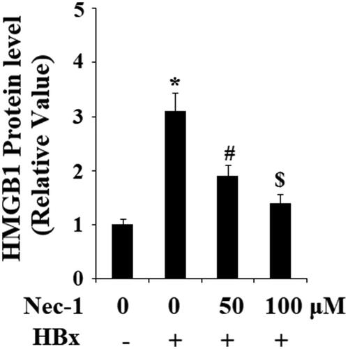 Figure 5. The RIP1 inhibitor necrostatin-1 (Nec-1) reduced HBx-induced secretion of high mobility group box 1 (HMGB1). LO2 normal hepatocytes were transfected with HBx-encoding plasmid. Twenty-four hour later, cells were treated with Nec-1 at the concentration of 50 and 100 μM for another 24 h. Secretion of HMGB1 was determined by ELISA (*, #, $, p < .01 versus the previous column group).