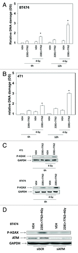 Figure 4. CHK1 and PARP1 inhibitors interact to cause double stranded DNA damage. (A) BT474, (B) 4T1 cells were treated with AZD2281 (1 μM) and AZD7762 (25 nM) in combination for the indicated times. Cells were irradiated (4 Gy) 30 min after drug exposure. Cells were isolated and subjected to neutral comet assay. The length of the tail being scored 1–5 (n = 3 ± SEM). * p < 0.05 value greater than corresponding vehicle control. (C) BT474 and 4T1 cells were treated with AZD2281 (1 μM) and AZD7762 (25 nM) in combination for 6h. As indicated cells were irradiated (4 Gy) 30 min after drug exposure. Blotting was performed to determine P-H2AX levels. (D) BT474 cells were transfected with scrambled siRNA (siSCR, 20 nM) or an siRNA to knock down ATM expression. Twenty four h after transfection cells were treated with AZD2281 (1 μM) and AZD7762 (25 nM) in combination for 6h. As indicated cells were irradiated (4 Gy) 30 min after drug exposure. Blotting was performed to determine P-H2AX levels.