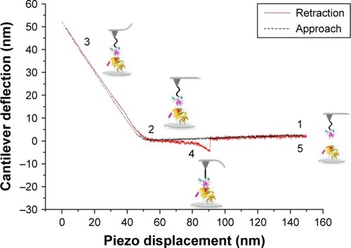 Figure 2 A typical approach–retraction cycle of the p53-functionalized tip over the COP1-functionalized substrate showing a specific unbinding event.Notes: (1) The tip moves toward the substrate. (2) The tip reaches the contact point. (3) A further pressure toward the substrate causes an upward deflection of the cantilever. (4) During the retraction, the cantilever bends downward due to the attractive interaction force of the p53-COP1 complex. (5) The cantilever jumps off, returning to its initial position.Abbreviation: COP1, constitutive photomorphogenesis protein 1.