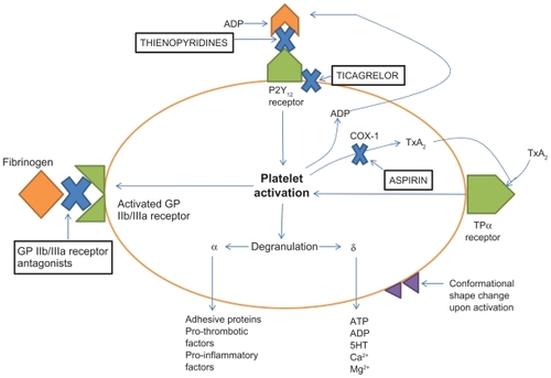 Figure 1 Adenosine diphosphate (ADP) binds to the P2Y12 receptor. This binding results in activation of the platelet which causes a conformational shape change, activation of the glycoprotein (GP) IIb/IIa receptors, and platelet aggregation. Ticagrelor binds at a site on the P2Y12 receptor that is separate from the ADP binding site and produces a non-competitive inhibition, while the thienopyridines, clopidogrel and prasugrel, bind directly to the ADP binding site on the P2Y12 receptor permanently blocking this site. Antiplatelet agents that block the P2Y12 receptor have complementary effects with aspirin in terms of platelet inhibition because their mechanism of action is different than that of aspirin, which blocks cyclo-oxygenase-1 causing a decrease in thromboxane A2.