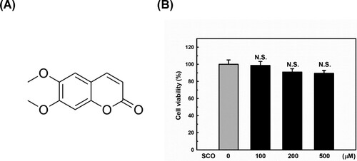 Figure 1. Chemical structure and effect of scoparone (SCO) on cell viability. (A) Chemical structure of SCO. (B) Effect of treatment with vehicle (DMSO) or SCO concentrations for 24 h on the viability of MDA-MB-231 cells, as evaluated by the cell counting kit-8 assay. The results are represented as the mean ± standard deviation of three independent experiments. N.S. indicates not significant (p > 0.05).