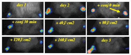 Figure 4. BLI of an immunosuppressed mouse model of deep soft tissue infection infected with S. aureus and treated with PDT. Figure adapted from data in.Citation30