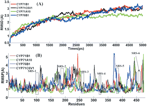 Figure 3.  RMSD (A) and RMSF (B) of Ca backbone as a function of time for CYP71A10-CT (green), the CYP71B1-CT (red), CYP71C6V1-CT (black) and CYP76B1-CT (blue).