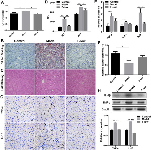 Figure 5. Coicis Semen formula reduces liver toxicity. (A) Liver weight; (B) Oil Red staining of liver, scale bar: 20 μm; (C) HE staining of liver, scale bar: 20 μm; (D) Expression levels of serum ALT and AST; (E) Liver mRNA levels of TNF-α, IL-1β and IL-6; (F) Liver mRNA levels of IL-10; (G) Immunohistochemical staining of TNF-α and IL-1β in liver, scale bar: 10 μm; (H) Western blot results and quantification of the protein expression in liver. Results are presented as mean ± SEM. *p < 0.05, **p < 0.01, ***p < 0.001 compare with model group.