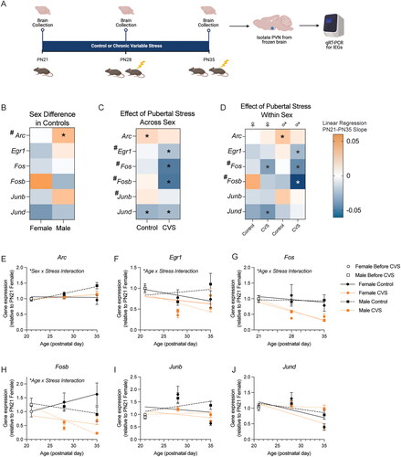 Figure 3. Baseline immediate early gene expression was dynamic during early adolescence and was altered by pubertal stress. (A) Brains were collected from early adolescent female and male mice that were exposed to pubertal stress or not at three time points. These time points represent prior to starting CVS (PN21), after 1 week of CVS (PN28), and after two weeks of CVS (PN35). Brains were collected 24 hours after the prior stressor and in non-stimulated conditions. The PVN was dissected, RNA was isolated, and qRT-PCR was performed for six puberty-stress associated immediate early genes (IEG; Arc, Egr1, Fos, Fosb, Junb, Jund). Created with BioRender.com. (B–D) Asterisks (*) indicate a slope of the regression line from PN21-Pn35 is significantly non-zero, while pound signs (#) indicate that the slopes are significantly different between the groups within a gene. (B) Heat map depicting the direction of the slope of the linear regression line calculated from PN21 to PN35 for gene expression in the PVN of Control (female and male) mice. The heat map shows that there were few sex differences in the trajectory of expression in control mice during this window, with only Arc showing a difference between sexes. (C) Heat map depicting direction of the slope of the linear regression line for gene expression in the PVN based on pubertal stress exposure. Here, males and females were grouped together. (D) Heat map depicting the direction of the slope of the linear regression line calculated from PN21 to PN35 for gene expression in the PVN of Control (female and male) and CVS (female and male) mice. The heat map shows that CVS disrupts the trajectories of each of the six IEGs. (C) Heat map that depicts the direction of the slope on the linear regression line based on pubertal stress and sex. There was a sex difference in the impact of pubertal stress on the trajectory of baseline IEG expression during adolescence for several genes. (E–J) Gene expression and linear regression lines for all six genes at PN21, PN28, and PN35. Significant interactions between factors (sex, pubertal stress, age) are indicated where appropriate. CVS = chronic variable stress, IEG = immediate early gene, PN = postnatal day, PVN = paraventricular nucleus of the hypothalamus. Data are mean ± SEM.