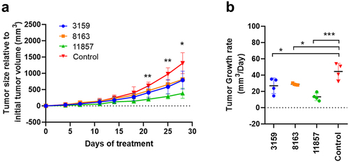 Figure 7. (a) The therapeutic efficacy of novel antibodies was determined in an orthotopic mice model of human breast cancer using MDA-MB-231 cells. Animals showed reduced tumor size in comparison to untreated controls, and significant tumor growth suppression was observed in animals treated with 11857 after 21 days of treatment. (b) A significant reduction in tumor growth rates was observed for antibody-treated animals throughout the 30-day treatment, whereas 11857 was the most active agent. Data are shown as mean ± standard deviation. Statistical analysis as two-way ANOVA, with a posthoc multiple comparisons using dunnett’s test. * p<0.05; ** p<0.01; *** p<0.001.