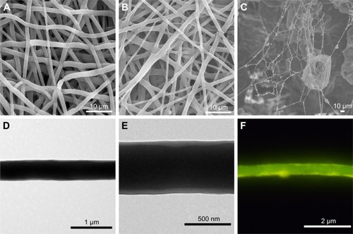 Figure 2 Characterization of different scaffolds.Notes: SEM images of the following three scaffolds: PP (A), PP–B (B), and 3D (C). TEM images of PP–B fibers (D and E). Fluorescent microscopic image of PP–FITC-BSA core–shell fiber (F).Abbreviations: 3D, three dimension; PCL, polycaprolactone; PLGA, poly(lactide-co-glycolide); PP, PLGA/PCL; PP–B, PP–bone morphogenetic protein 2; SEM, scanning electron microscopy; TEM, transmission electron microscopy.