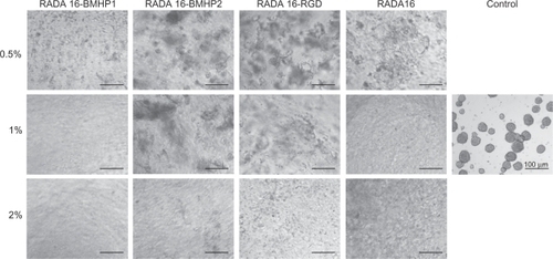 Figure 3 Brightfield images of NSCs within different SAP scaffolds, after 5 days in culture.Abbreviations: BMHP, bone marrow homing peptide; NSC, neural stem cell; RGD, Arg-Gly-Asp; SAP, self-assembling peptide.