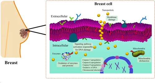 Figure 4 Schematic anti-cancer mechanism of AuNPs to combat breast cancer.