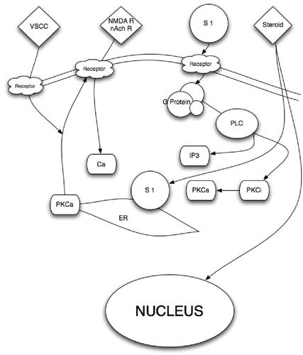 Figure 2. Putative biological action of the σ1R on neuronal function. PLC – phospholipases C; PKCa – protein kinase C alpha; PKCi – protein kinase C inhibitor; S 1 – sigma1 receptor; IP3 – inositol triphosphate; nAch – nicotinic acetylcholine; nAchR – nicotinic acetylcholine receptor; NMDAR – N-methyl-d-aspartate receptors; Ca – calcium; VSCC – voltage-sensitive calcium channels. Once a neuron has been activated, e.g. via Glu or acetylcholine, a concomitant influx of Ca2+ and [Ca2+]i mobilization occur, facilitated by the activation of the endoplasmic-reticulum-bound σ1R, which is also triggered by numerous xenobiotics and steroids. The subsequent activation of PLC and the recruitment of the PKCs from its inactive form [PKCi] to its active form [PKCa], which is translocated to the plasma membrane, result in the activation of various enzymatic processes, as well as the phosphorylation of membrane-bound neurotransmitter receptors. In turn, the σ1R translocates to the plasma membrane where it decreases the excitatory neurotransmitter-induced Ca2+ influx.