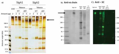 Figure 1. Comparison of human ETEC 68–61 SIgA1 and SIgA2 prepared in CHO cells or plants. Non-reduced samples were separated by SDS-PAGE. (a) Silver stained polyacrylamide gel separating 2 or 5 µg of total protein per lane; (b) Western blot of plant produced 68–61 SIgA1 and SIgA2. Detection with HRPO-labeled sheep anti-human alpha chain serum and DAB; (c) Western blot of plant antibodies and detection with mouse anti-secretory component serum, and fluorescein-labeled anti-mouse IgG serum. SIgA1 or SIgA2 were produced in CHO cells, wild-type (WT) or ΔXF tobacco as indicated. SIgA std is a polyclonal SIgA preparation from human colostrum. Arrows depict putative SIgA bands