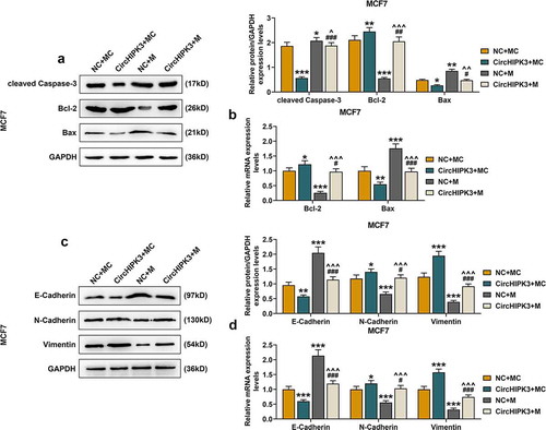 Figure 4. MiR-326 overexpression partially reversed the effect of CircHIPK3 on the expression of apoptosis- and metastasis-related proteins in MCF7 cells. (a) Western blot detected the expressions of Bax, Bcl-2 and cleaved Caspase-3 in MCF7 cells transfected with miR-326 and /or circHIPK3. (b) RT-qPCR detected the expressions of Bax and Bcl-2 in MCF7 cells transfected with miR-326 and /or circHIPK3. (c) Western blot detected the expressions of E-Cadherin, N-Cadherin and Vimentin in MCF7 cells transfected with miR-326 and /or circHIPK3. (d) RT-qPCR indicated the expressions of E-Cadherin, N-Cadherin and Vimentin in MCF7 cells transfected with miR-326 and /or circHIPK3. GAPDH was used as an internal control. *P < 0.05 or **P < 0.01 or ***P < 0.001 vs. NC+MC; #P < 0.05 or ##P < 0.01 or ###P < 0.01 vs. CircHIPK3+ MC; ^P < 0.05 ^^P < 0.01 ^^^P < 0.001 vs. NC+M. Data are shown as mean±SD, n = 3. NC, negative control; MC, mimic control; M, miR-326 mimic; RT-qPCR, reverse transcription-quantitative polymerase chain reaction