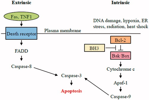 Figure 2. Intrinsic pathway of apoptosis. The intrinsic pathway shows an induction or post-translational activation of BH3-only protein upon induced stress, which results in the inactivation of some BCL-2 family members. This relieves inhibition of BAX and BAK activation, which in turn promotes apoptosis. BAX and/or BAK will be activated by BH3-only proteins. The pro-apoptotic Bcl-2 family members Bax and Bak oligomerize and undergo conformational changes in the mitochondrial membrane of stressed cells forming channels that permit the release of pro-apoptotic factor, cytochrome c, from mitochondria. Once released, activation of APAF1 into an apoptosome takes place followed by caspases-9 and-3 activation that ultimately causes the proteolytic dismantling of the dying cell.