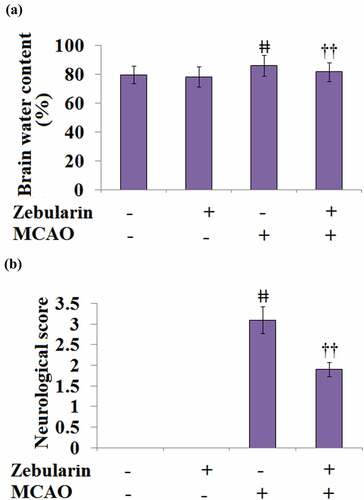 Figure 4. Zebularine ameliorated brain edema and improved neurological deficits in MCAO mice. Mice were divided into 4 groups: the sham, sham+ Zebularine, MCAO, and MCAO+ Zebularine groups. (a). Brain water content; (b). Neurological score (ǂǂ, P < 0.01 vs. sham; ††, P < 0.01 vs. MCAO, N = 9).