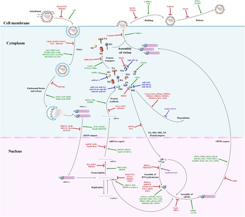 Figure 1. The mapping of antiviral drug targets focusing on IAV replication cycle. A complete IAV replication cycle consists of four stages: attachment, entry and uncoating, replication and transcription, assembly and release. Host restriction factors, supportive host factors, microRNAs, and lncRNAs can regulate IAV replication by directly acting on one or multiple steps of the IAV replication cycle. Theoretically, these host biomolecules, which regulate the viral replication cycle and each of these steps in the viral replication cycle, could be used as potential antiviral drug targets. Green lines indicate that supportive host factors target one or multiple steps of the IAV replication cycle. Red lines indicate that host restriction factors target one or multiple steps of the IAV replication cycle. Purple lines indicate that lncRNAs target one step of the IAV replication cycle. Blue lines indicate that microRNAs target IAV proteins.