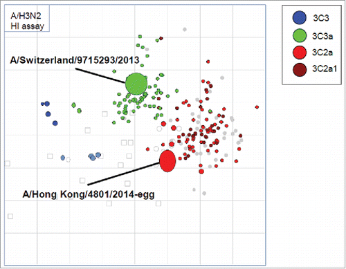 Figure 3. Antigenic cartography of circulating A (H3N2) viruses considered by the WHO in the 2017–18 Northern hemisphere influenza vaccine strain selection meeting.Citation24 Virus clades are color-coded. There is no significant antigenic difference between the 3C2a clade in the brighter red color and the 3C2a1 clade in the darker red color as they cluster. The Hong Kong/4801/2014-egg virus is on the edge of that cluster, and the cluster is becoming more distinguishable from the earlier 3C3a viruses represented by A/Switzerland/9715293/2013 strain, which was a former vaccine strain. The WHO recommended the Hong Kong/4801/2014-like virus for the 2017–18 influenza vaccine. (No change from 2016–17 recommendation).