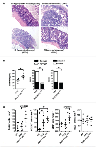 Figure 2. PPARγ-deficiency exacerbates pre-malignant phenotypes driven by mutant KRAS in the mouse small intestine. A, Exemplary microscopic images of H&E staining in FFPE tissue sections from RAS and PPARΔIEC mice. Multiplicity and incidence of histopathological parameters in mouse genotypes are presented in Table S2. Top left: Hyperplastic epithelium with goblet cells in the lower small intestine (SI); Top right: Tubular adenoma in the duodenum; Bottom left: hyperplastic polyp (HPP); Bottom right: serrated adenoma (SA) with dysplasia. Magnification 100x and 200x. B, Quantitative analysis of H&E histopathology in A. Left: As a surrogate indicator for transmural inflammation, the distance/diameter (length) between the crypt base and the tunica adventitia (serosa) were measured (in μm). Data are means ± S.E. (n≥4 mice, *p < 0.05, Mann Whitney test). Middle: Number of cases (mice) having more or less than 5 polyps per total SI (*p < 0.05, Fisher Exact test). Right: Mice having discrete or extended polyps per total SI (*p < 0.05, Fisher Exact test). C, Mutant KRAS and PPARγ-deficiency increase immune cell numbers in the lamina propria of the non-malignant mucosa compared with WT mice. FFPE tissue sections of WT, RAS and RAS PPARΔIEC mice were stained using IHC with Abs detecting B-cells (B220/CD45R), T-cells (CD3), Tregs (FOXP3) and macrophages (F4/80). Staining intensity and frequency were scored. Data are means ± S.E. (n≥3 per genotype, *p < 0.05, Kruskal Wallis test).